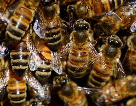 Méhek zümmögnek a kaptárban